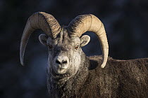 Stone Sheep (Ovis dalli stonei) sub-adult ram, British Columbia, Canada