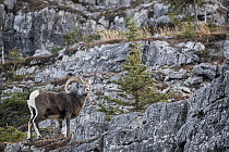 Stone Sheep (Ovis dalli stonei) sub-adult ram on cliff, British Columbia, Canada