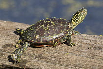 Painted Turtle (Chrysemys picta) baby on log, western Montana
