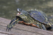 Painted Turtle (Chrysemys picta) in defensive posture, western Montana