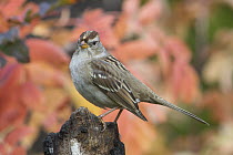 White-crowned Sparrow (Zonotrichia leucophrys) juvenile in autumn, Troy, Montana