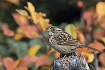 White-throated Sparrow (Zonotrichia albicollis) in auutmn, Troy, Montana
