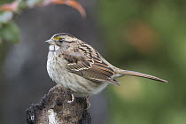 White-throated Sparrow (Zonotrichia albicollis), Troy, Montana