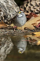 White-throated Sparrow (Zonotrichia albicollis) at pond, Troy, Montana