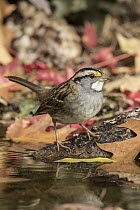 White-throated Sparrow (Zonotrichia albicollis) at pond in autumn, Troy, Montana