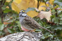 White-throated Sparrow (Zonotrichia albicollis) in autumn, Troy, Montana