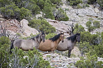 Wild Horse (Equus caballus) group, Pryor Mountain, southern Montana