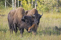 Wood Bison (Bison bison athabascae) females with newborn calf, British Columbia, Canada