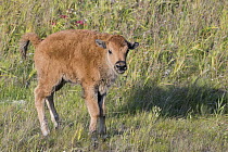 Wood Bison (Bison bison athabascae) newborn calf, British Columbia, Canada