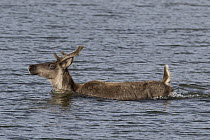 Woodland Caribou (Rangifer tarandus caribou) female swimming in lake, British Columbia, Canada