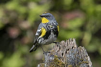 Yellow-rumped Warbler (Setophaga coronata) male, Troy, Montana