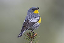 Yellow-rumped Warbler (Setophaga coronata) male calling, Troy, Montana