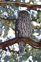 Barking Owl (Ninox connivens), Victoria, Australia