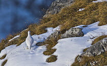 Rock Ptarmigan (Lagopus muta) male in snow, Tyrol, Austria