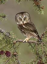 Northern Saw-whet Owl (Aegolius acadicus), Alaska