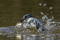 Belted Kingfisher (Megaceryle alcyon) male fishing, Texas