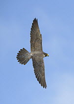 Peregrine Falcon (Falco peregrinus) flying, Texas