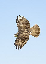 Red-tailed Hawk (Buteo jamaicensis) flying, Texas