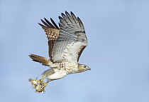 Red-tailed Hawk (Buteo jamaicensis) flying with Northern Bobwhite (Colinus virginianus) prey, Texas