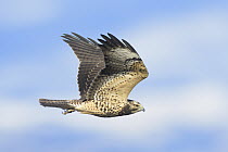 Swainson's Hawk (Buteo swainsoni) flying, Texas
