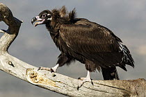 Eurasian Black Vulture (Aegypius monachus) calling, Castile-Leon, Spain