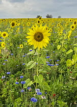 Common Sunflower (Helianthus annuus) and Cornflower (Centaurea cyanus) field, Hesse, Germany