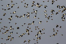 Lapwing (Vanellus vanellus) flock flying, North Rhine-Westphalia, Germany