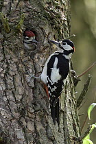 Great Spotted Woodpecker (Dendrocopos major) father with chick at nest cavity, North Rhine-Westphalia, Germany