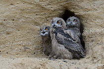 Eurasian Eagle-Owl (Bubo bubo) chicks at nest cavity, North Rhine-Westphalia, Germany