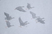 White-fronted Goose (Anser albifrons) group flying in blowing snow, North Rhine-Westphalia, Germany