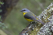 Yellow Robin (Eopsaltria australis), Victoria, Australia