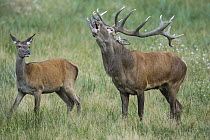 Red Deer (Cervus elaphus) stag calling next to female, Denmark