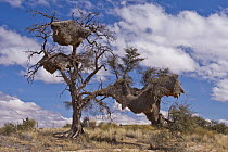 Sociable Weaver (Philetairus socius) nests in tree, Kalahari Desert, Namibia