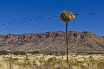 Sociable Weaver (Philetairus socius) nests on pole, Etosha National Park, Namibia