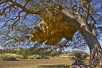 Sociable Weaver (Philetairus socius) nests in tree, Namibia