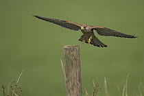 Eurasian Kestrel (Falco tinnunculus) landing, Rhineland-Palatinate, Germany