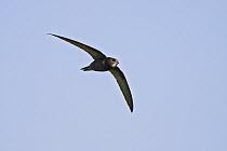 Common Swift (Apus apus) flying, Baden-Wurttemberg, Germany