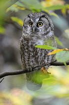 Boreal Owl (Aegolius funereus), Bavaria, Germany