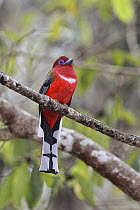 Red-headed Trogon (Harpactes erythrocephalus) male, Kaeng Krachan National Park, Thailand
