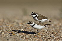 Little Ringed Plover (Charadrius dubius) pair mating, Saxony-Anhalt, Germany