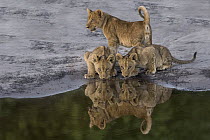 African Lion (Panthera leo) cubs drinking at waterhole, Okavango Delta, Botswana
