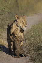 African Lion (Panthera leo) cub playing with mother, Okavango Delta, Botswana