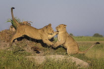 African Lion (Panthera leo) cubs playing, Okavango Delta, Botswana
