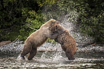 Grizzly Bear (Ursus arctos horribilis) pair fighting, British Columbia, Canada