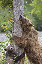 Grizzly Bear (Ursus arctos horribilis) mother and cub scratching themselves on tree, British Columbia, Canada