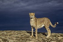 Cheetah (Acinonyx jubatus), Castile-La Mancha, Spain