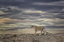 Cheetah (Acinonyx jubatus) on dunes, Castile-La Mancha, Spain