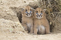 Caracal (Caracal caracal) cubs at den, Castile-La Mancha, Spain