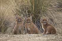 Caracal (Caracal caracal) cubs, Castile-La Mancha, Spain