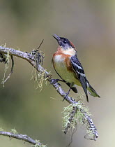 Bay-breasted Warbler (Setophaga castanea) male calling, Saskatchewan, Canada
